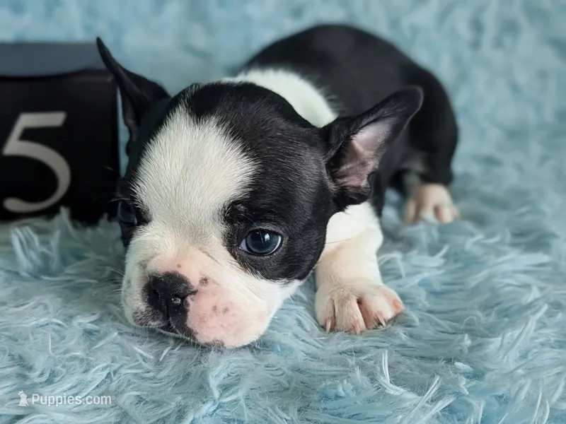 Prince Harry  – Boston Terrier, French Bulldog puppy for sale in Windom, TX