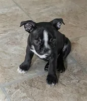 Richie ( On Hold), a male Boston Terrier and French Bulldog for sale in Windom, TX – 3 of 10