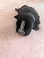 Deanna, a female Boston Terrier and French Bulldog for sale in Windom, TX – 5 of 10