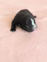 Deanna, a female Boston Terrier and French Bulldog for sale in Windom, TX – 7 of 10