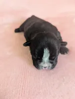 Deanna, a female Boston Terrier and French Bulldog for sale in Windom, TX – 8 of 10