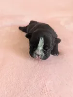 Deanna, a female Boston Terrier and French Bulldog for sale in Windom, TX – 6 of 10