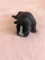 Deanna, a female Boston Terrier and French Bulldog for sale in Windom, TX – 4 of 10