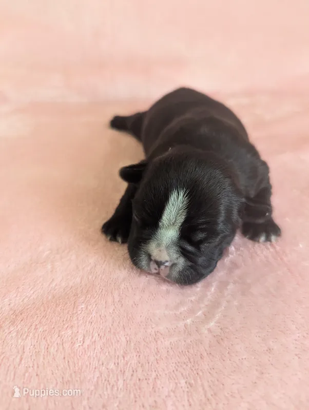 Deanna – Boston Terrier, French Bulldog puppy for sale in Windom, TX