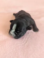 Deanna, a female Boston Terrier and French Bulldog for sale in Windom, TX – 3 of 10