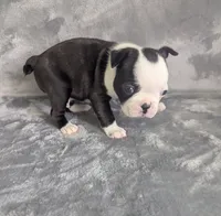 Prince Louis , a male Boston Terrier and French Bulldog for sale in Windom, TX – 4 of 8