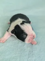 Prince Harry , a male Boston Terrier and French Bulldog for sale in Windom, TX – 5 of 8