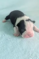 Prince Harry , a male Boston Terrier and French Bulldog for sale in Windom, TX – 4 of 8
