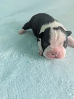 Prince Harry , a male Boston Terrier and French Bulldog for sale in Windom, TX – 6 of 8