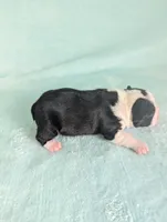 Prince Harry , a male Boston Terrier and French Bulldog for sale in Windom, TX – 7 of 8