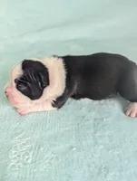 Prince Harry , a male Boston Terrier and French Bulldog for sale in Windom, TX – 8 of 8