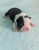 Prince Harry , a male Boston Terrier and French Bulldog for sale in Windom, TX – 3 of 8