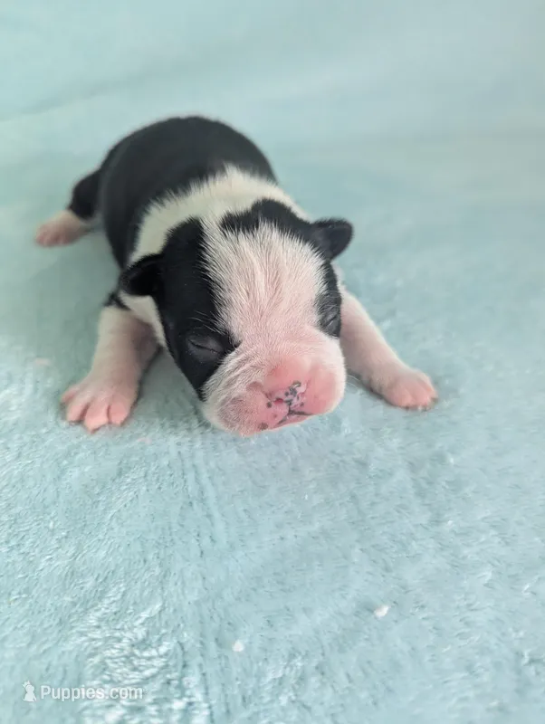 Prince Harry  – Boston Terrier, French Bulldog puppy for sale in Windom, TX