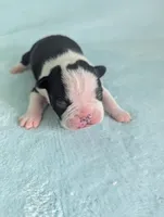 Prince Harry , a male Boston Terrier and French Bulldog for sale in Windom, TX – 1 of 8