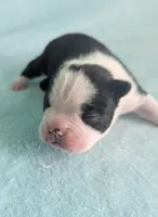 Prince Harry , a male Boston Terrier and French Bulldog for sale in Windom, TX – 2 of 8