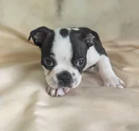 Prince William on Hold, a male Boston Terrier and French Bulldog for sale in Windom, TX – 4 of 10