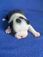 Prince Louis , a male Boston Terrier and French Bulldog for sale in Windom, TX – 7 of 8