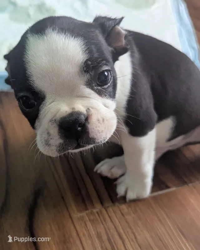 Prince Harry – Boston Terrier, French Bulldog puppy on hold in Windom, TX
