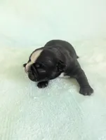 Bobby, a male Boston Terrier and French Bulldog for sale in Windom, TX – 2 of 10