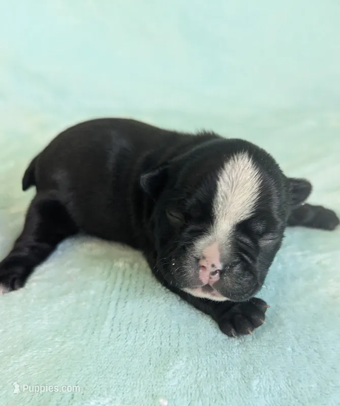 Bobby – Boston Terrier, French Bulldog puppy for sale in Windom, TX