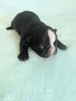 Bobby, a male Boston Terrier and French Bulldog for sale in Windom, TX – 4 of 10