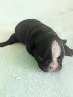 Bobby, a male Boston Terrier and French Bulldog for sale in Windom, TX – 8 of 10