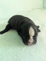 Bobby, a male Boston Terrier and French Bulldog for sale in Windom, TX – 3 of 10
