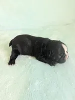 Bobby, a male Boston Terrier and French Bulldog for sale in Windom, TX – 7 of 10
