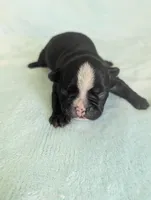Bobby, a male Boston Terrier and French Bulldog for sale in Windom, TX – 5 of 10