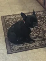 Bobby, a male Boston Terrier and French Bulldog for sale in Windom, TX – 9 of 10