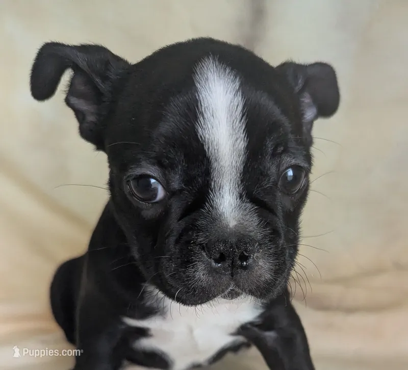 Richie – Boston Terrier, French Bulldog puppy for sale in Windom, TX