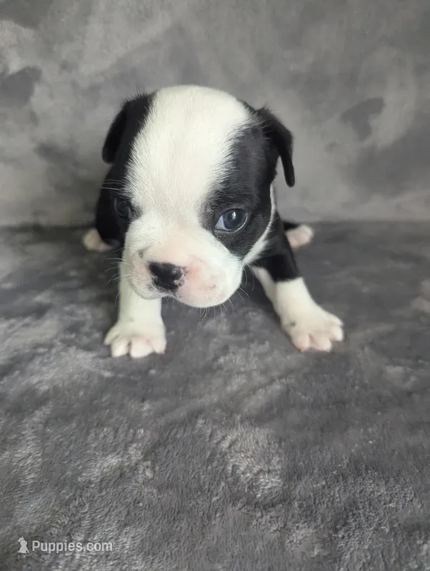 Prince Albert  – Boston Terrier, French Bulldog puppy for sale in Windom, TX