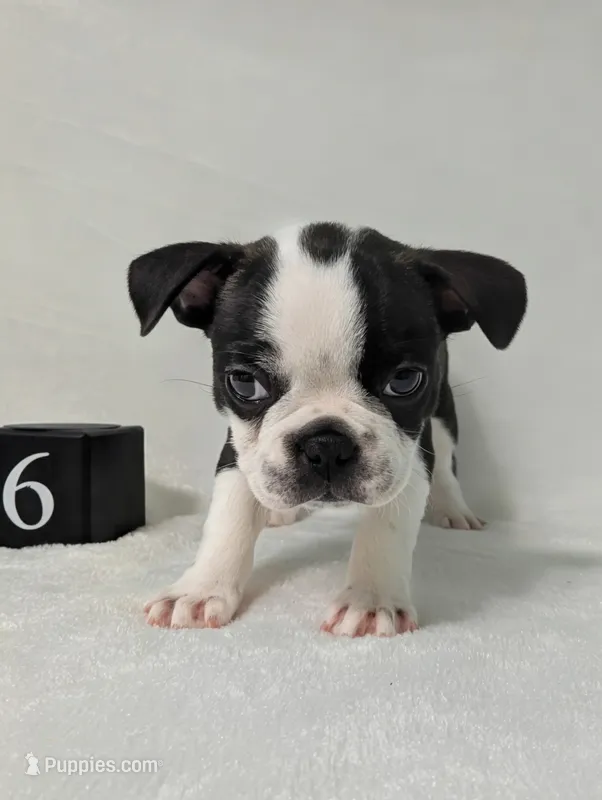 Prince William  – Boston Terrier, French Bulldog puppy for sale in Windom, TX