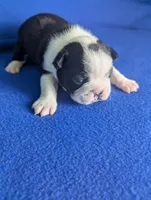 Prince Harry , a male Boston Terrier and French Bulldog for sale in Windom, TX – 8 of 8