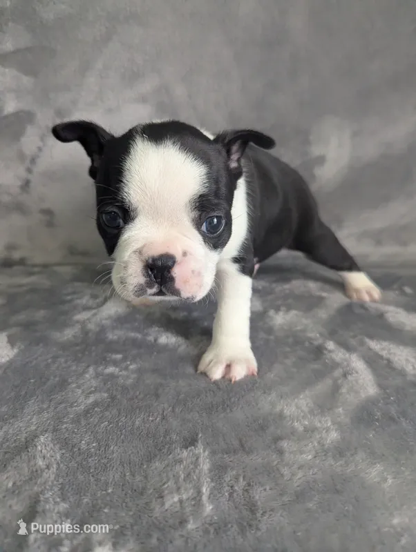 Prince Harry  – Boston Terrier, French Bulldog puppy for sale in Windom, TX