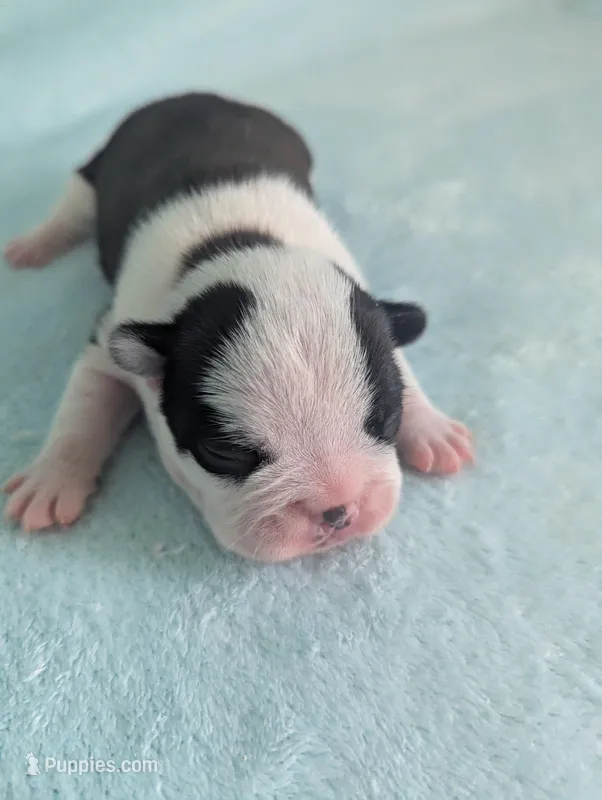 Prince George  – Boston Terrier, French Bulldog puppy for sale in Windom, TX