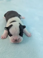 Prince George , a male Boston Terrier and French Bulldog for sale in Windom, TX – 4 of 8