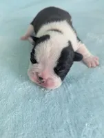 Prince George , a male Boston Terrier and French Bulldog for sale in Windom, TX – 2 of 8