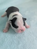 Prince George , a male Boston Terrier and French Bulldog for sale in Windom, TX – 7 of 8