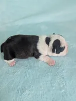 Prince George , a male Boston Terrier and French Bulldog for sale in Windom, TX – 8 of 8