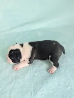 Prince George , a male Boston Terrier and French Bulldog for sale in Windom, TX – 6 of 8