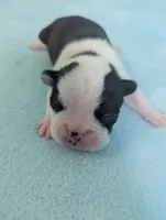 Prince George , a male Boston Terrier and French Bulldog for sale in Windom, TX – 3 of 8