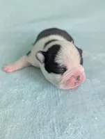 Prince George , a male Boston Terrier and French Bulldog for sale in Windom, TX – 5 of 8