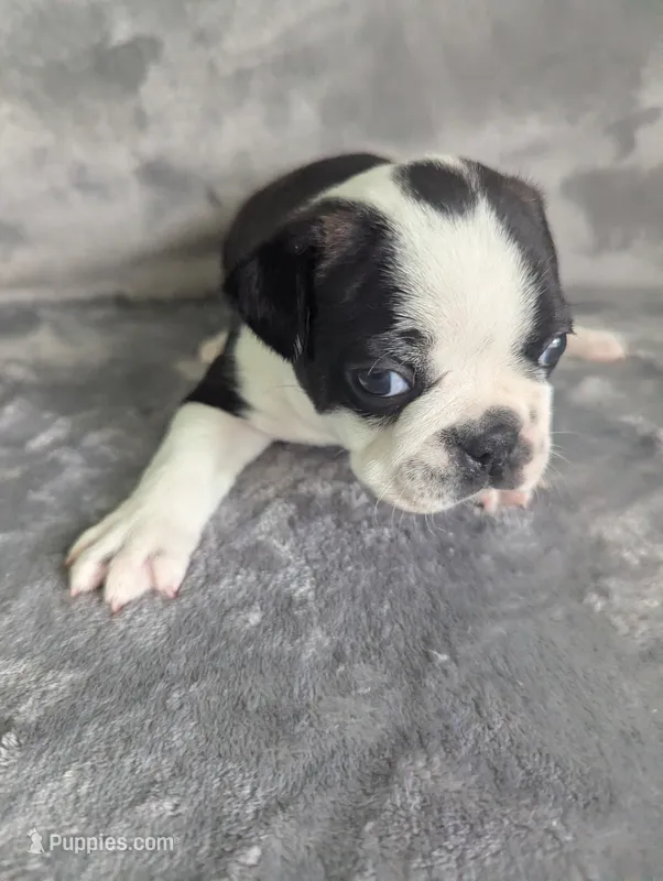Prince William  – Boston Terrier, French Bulldog puppy for sale in Windom, TX