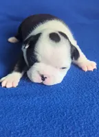 Prince Louis , a male Boston Terrier and French Bulldog for sale in Windom, TX – 2 of 8