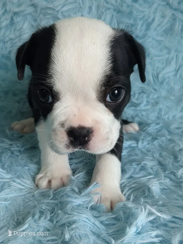 Prince Albert  – Boston Terrier, French Bulldog puppy for sale in Windom, TX