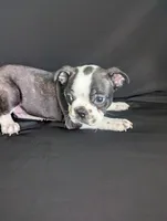 Prince William, a male Boston Terrier and French Bulldog for sale in Windom, TX – 6 of 8