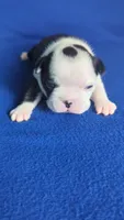 Prince Louis , a male Boston Terrier and French Bulldog for sale in Windom, TX – 3 of 8