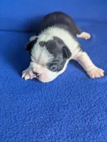 Prince Harry , a male Boston Terrier and French Bulldog for sale in Windom, TX – 6 of 8