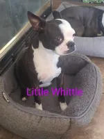 Heart Breaker , a male Boston Terrier for sale in Windom, TX – Photo 9 of 10